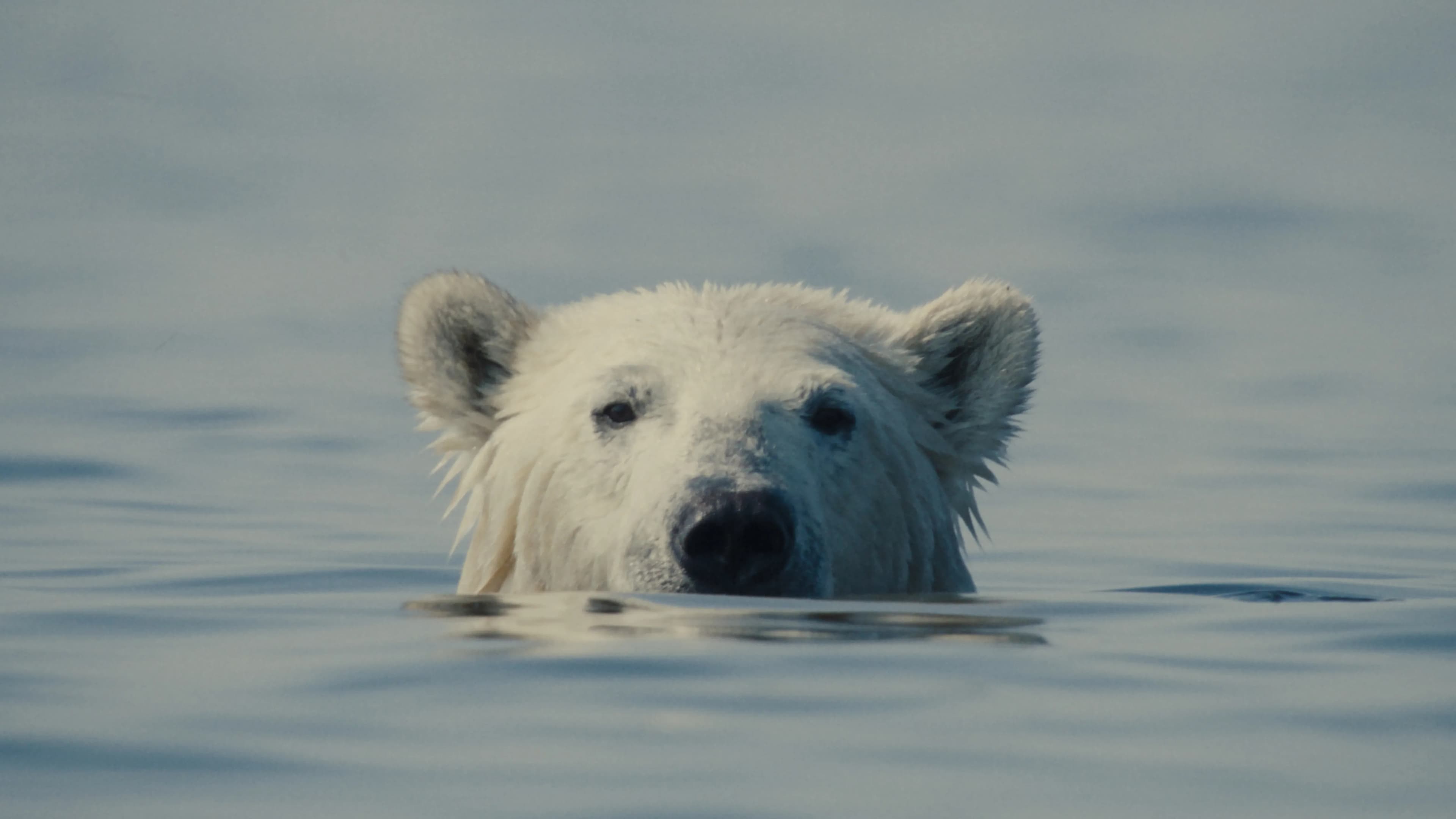 Mubi Sets Theatrical Release for Sundance Prize Winning Doc 'Nuisance Bear' – Film News in Brief - Festival Coverage feature image